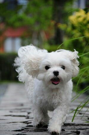 可愛い犬の画像くださいませ