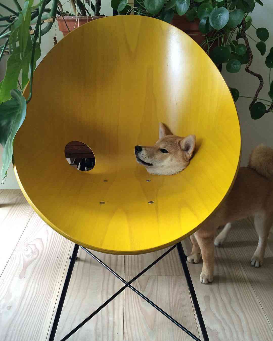 可愛い犬の画像くださいませ