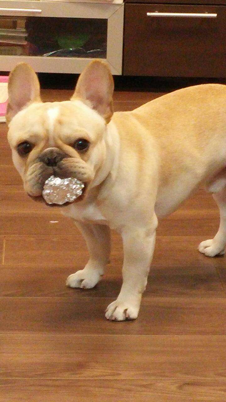 可愛い犬の画像くださいませ