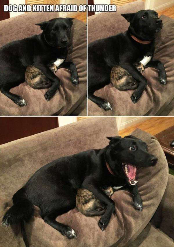 可愛い犬の画像くださいませ