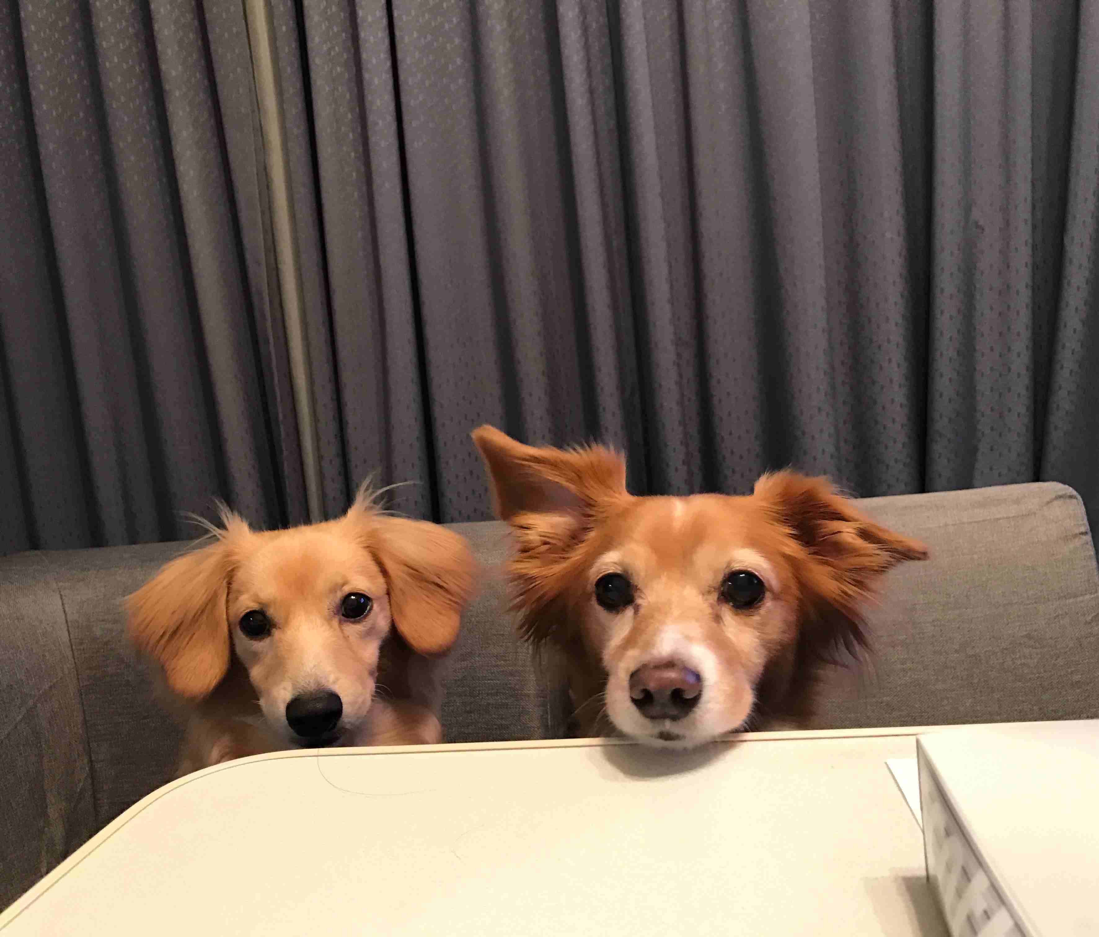 可愛い犬の画像くださいませ