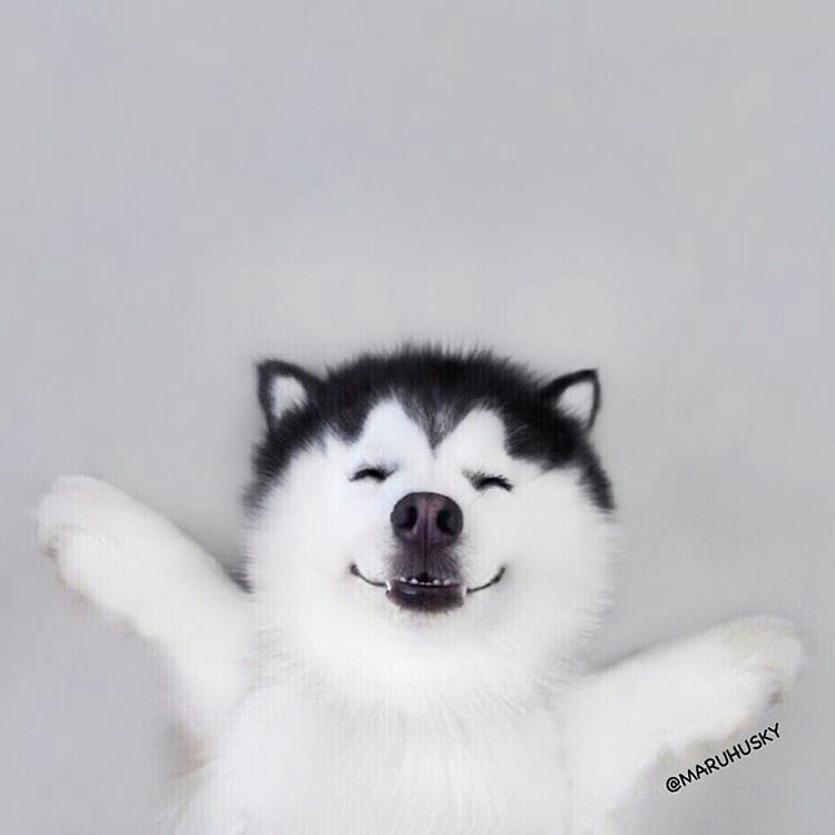 可愛い犬の画像くださいませ