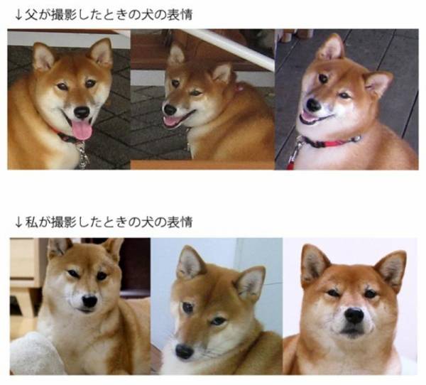 可愛い犬の画像くださいませ