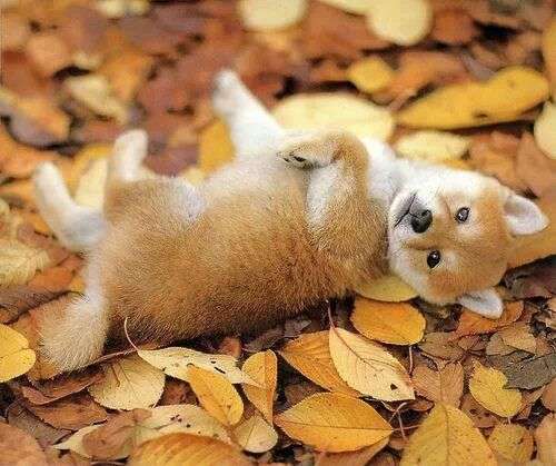 可愛い犬の画像くださいませ