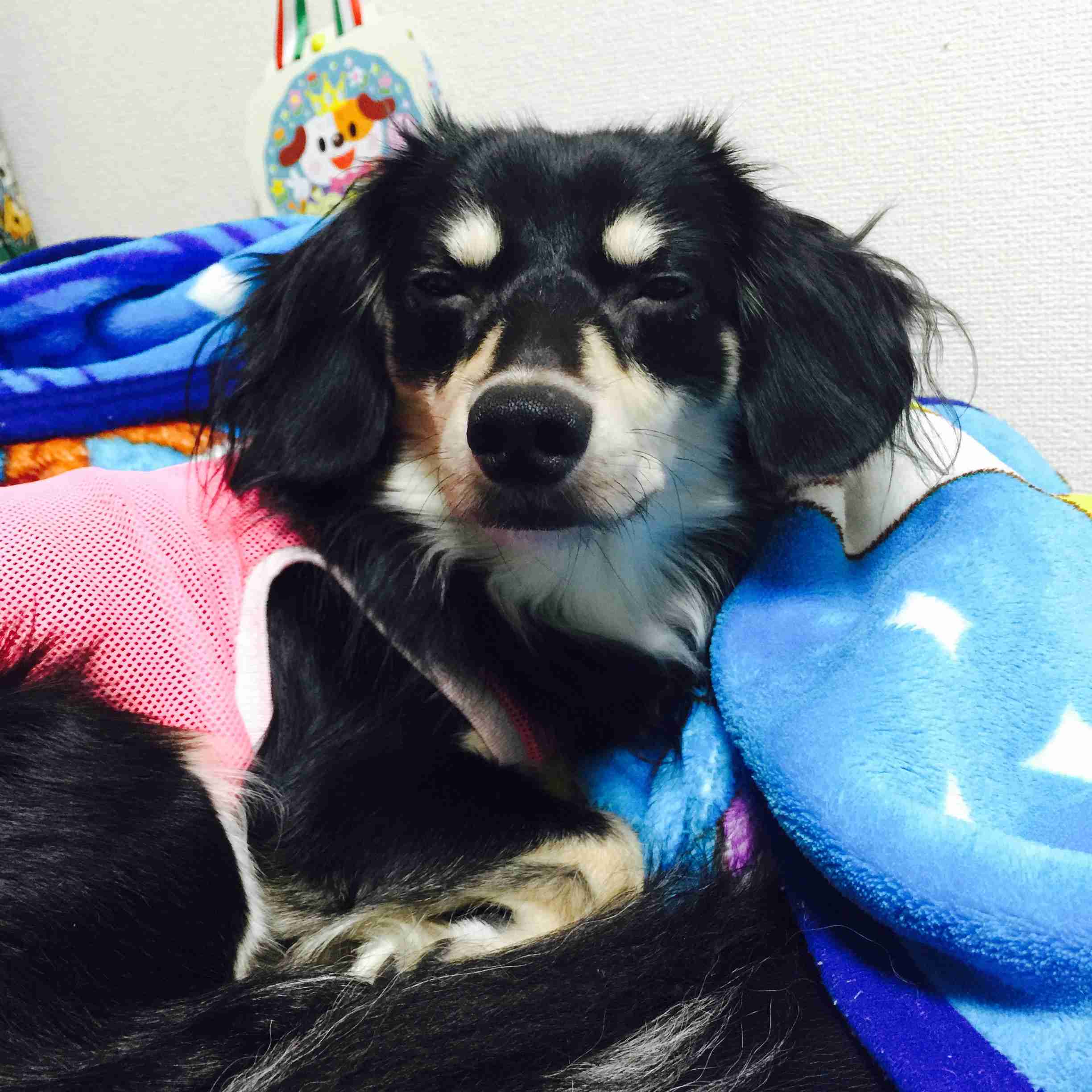 可愛い犬の画像くださいませ