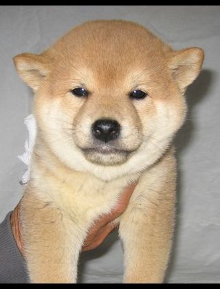 可愛い犬の画像くださいませ