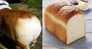可愛い犬の画像くださいませ