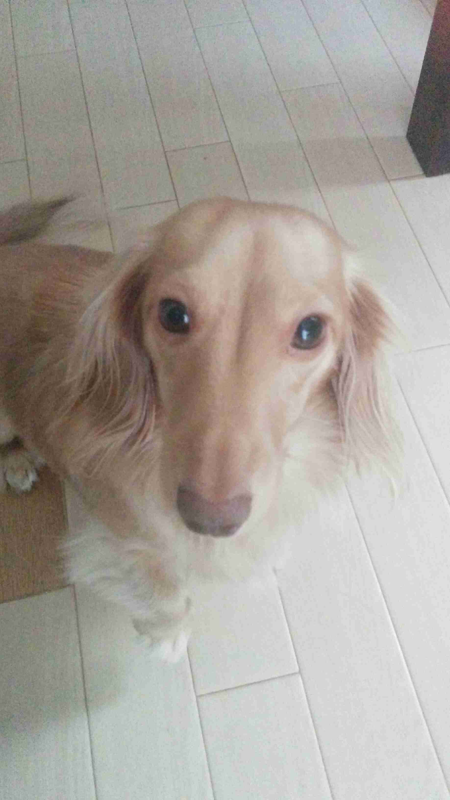 可愛い犬の画像くださいませ