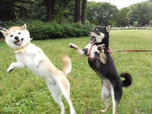 可愛い犬の画像くださいませ