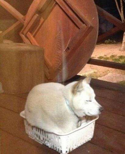 可愛い犬の画像くださいませ