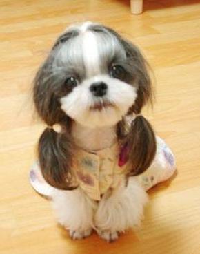 可愛い犬の画像くださいませ