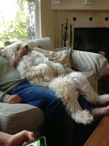 可愛い犬の画像くださいませ