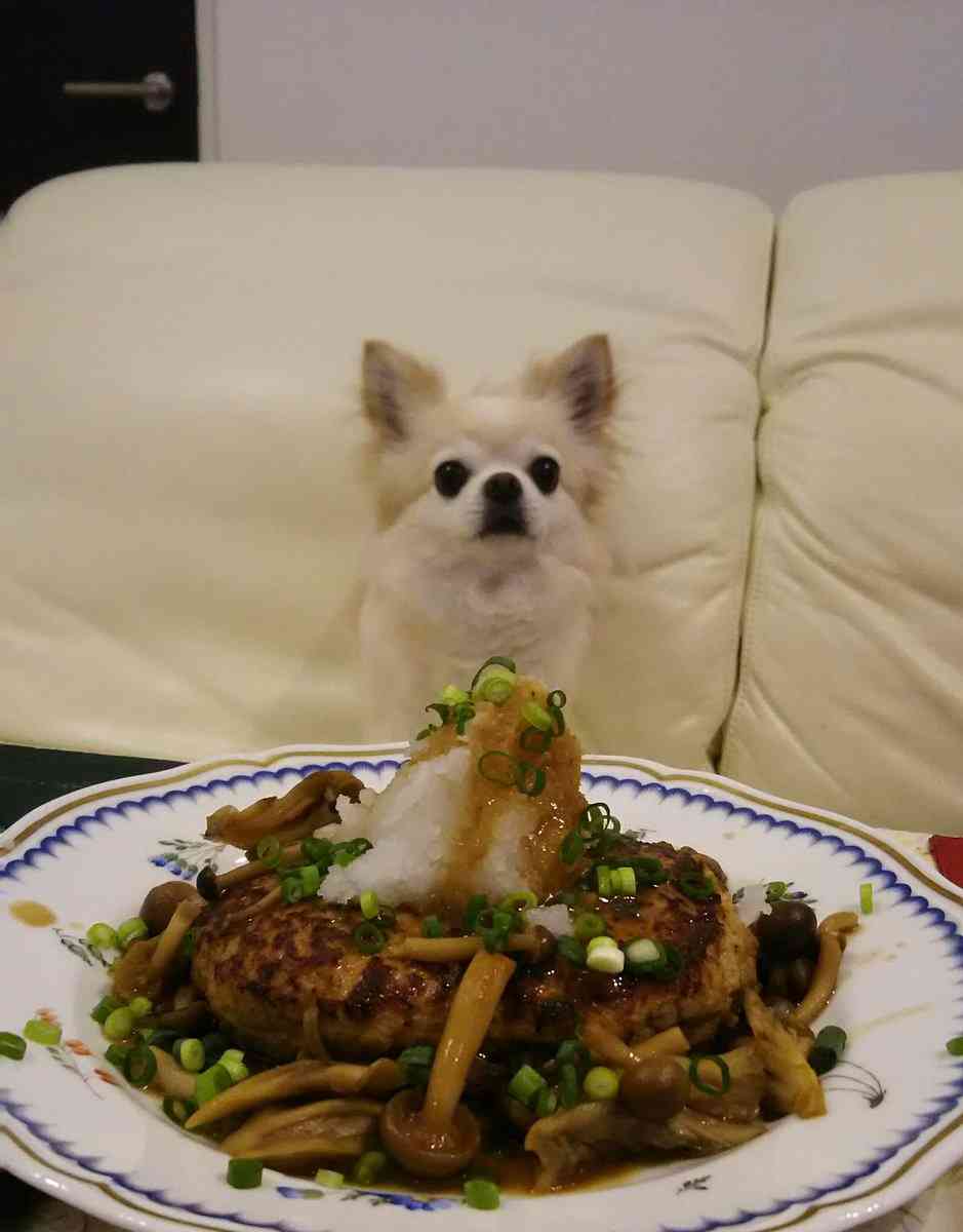 可愛い犬の画像くださいませ