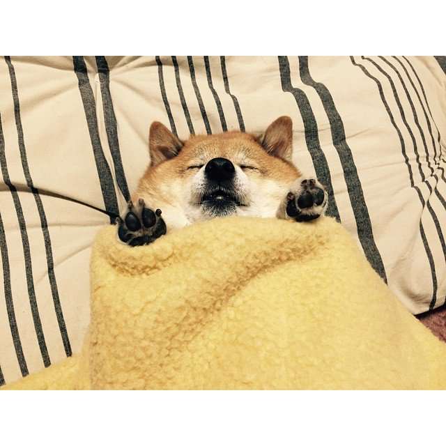 可愛い犬の画像くださいませ
