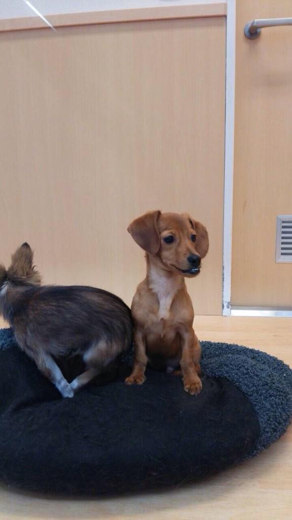 可愛い犬の画像くださいませ