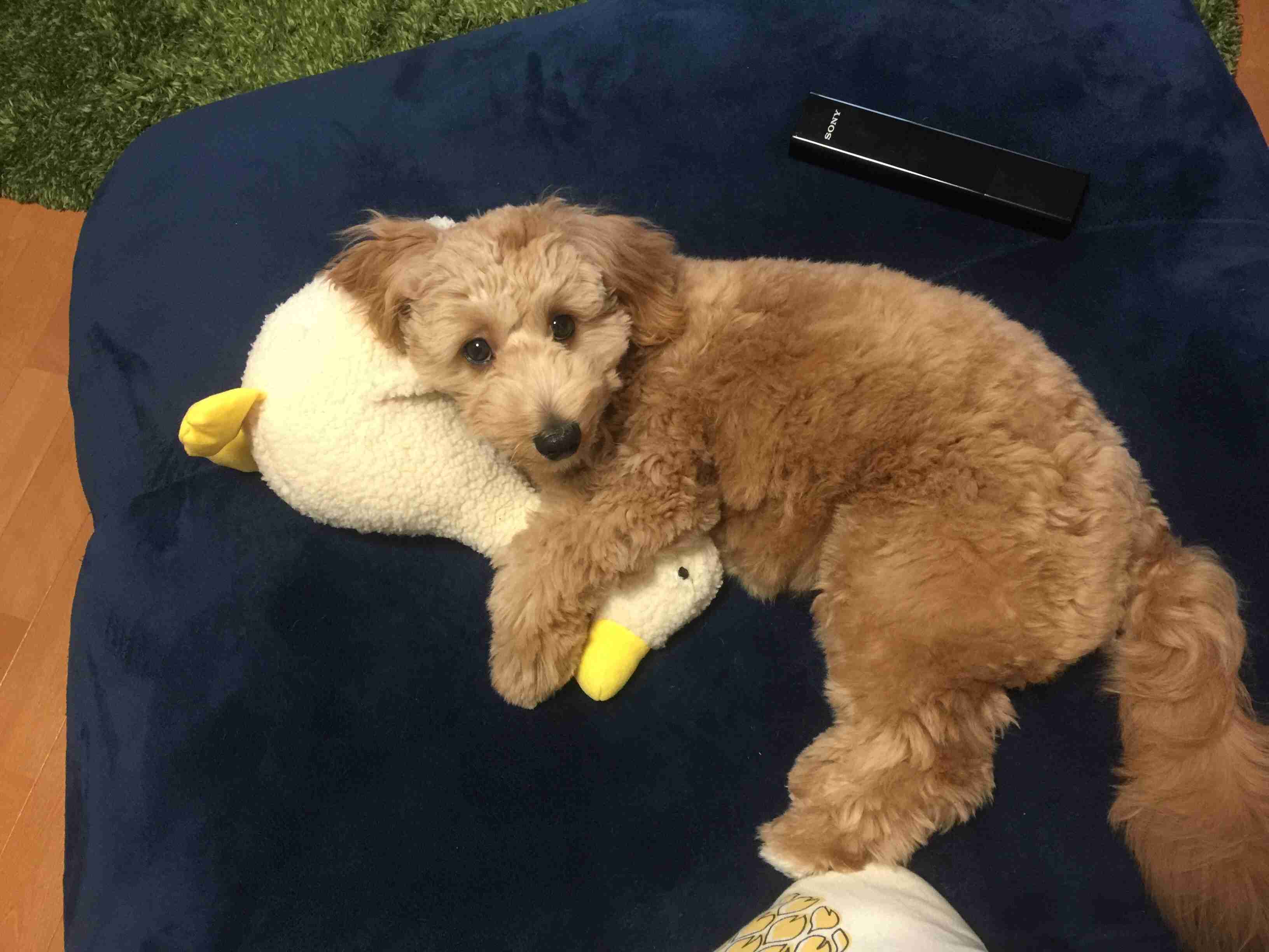 可愛い犬の画像くださいませ