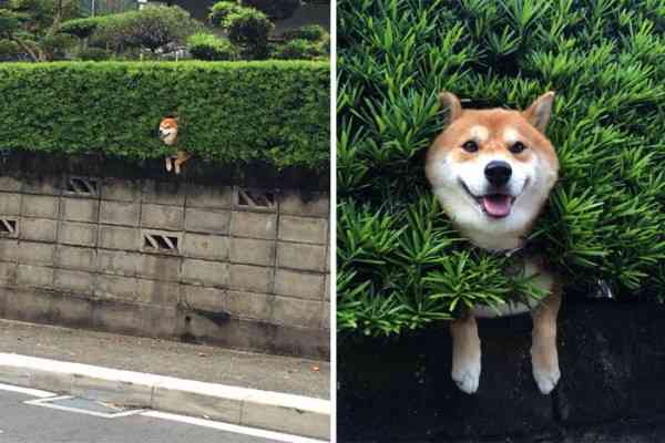 可愛い犬の画像くださいませ