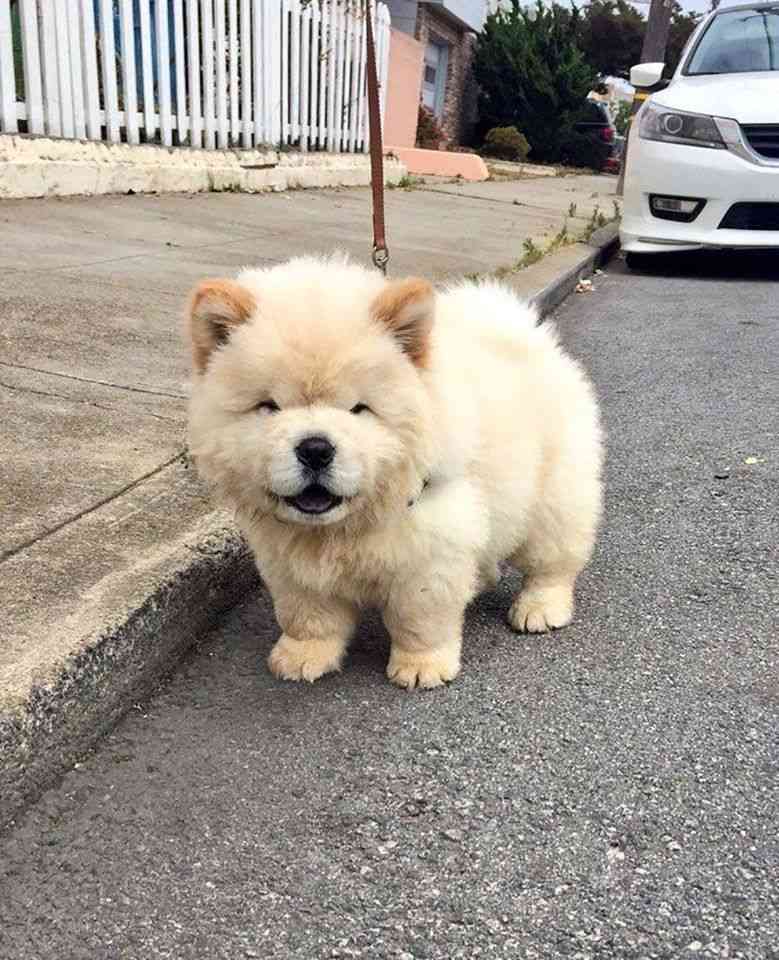 可愛い犬の画像くださいませ