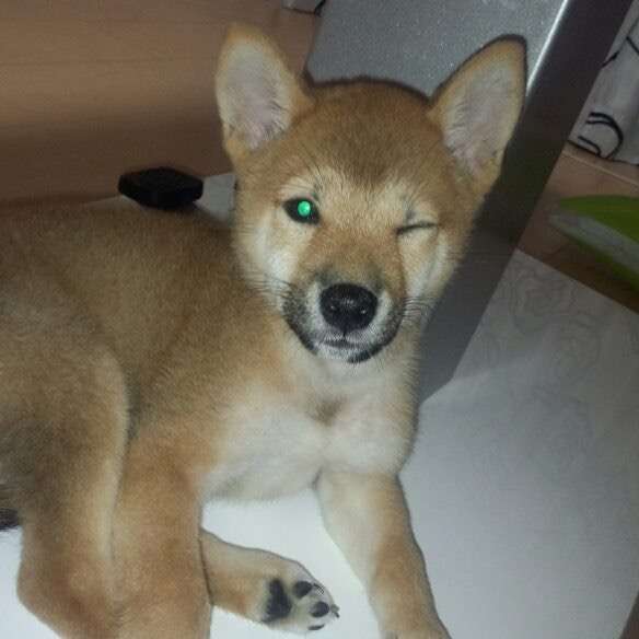 可愛い犬の画像くださいませ