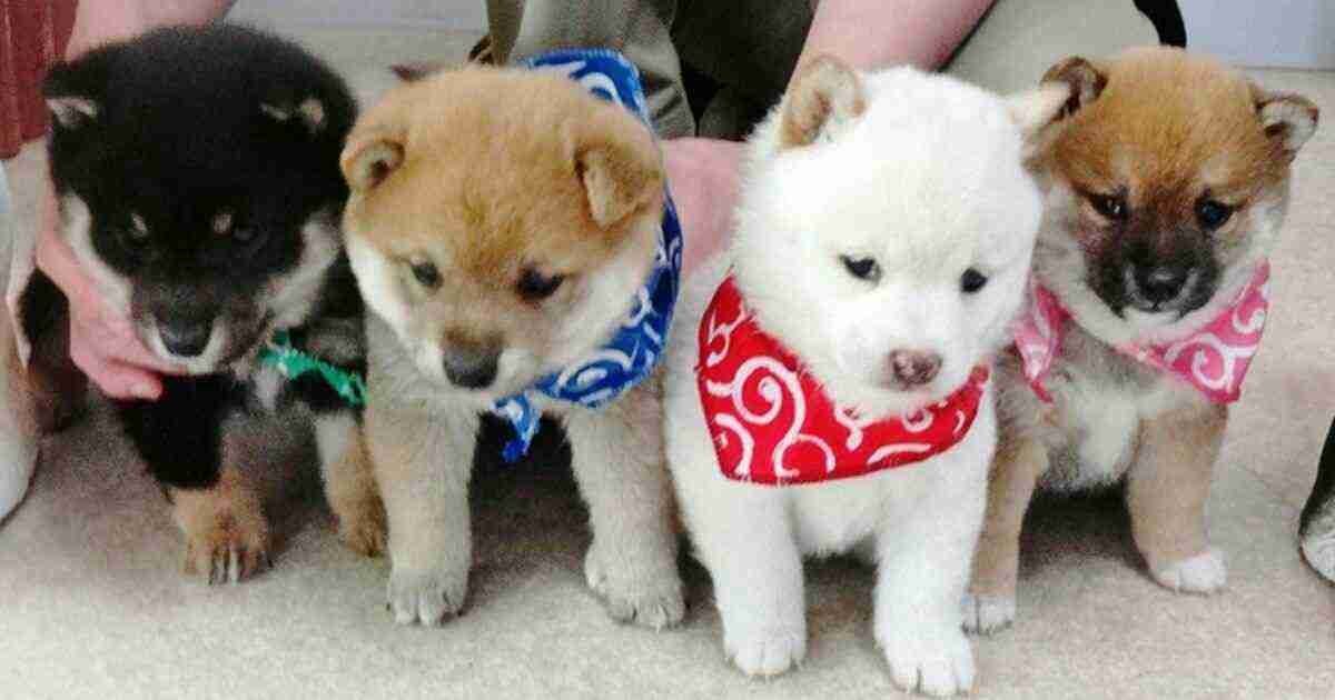 可愛い犬の画像くださいませ