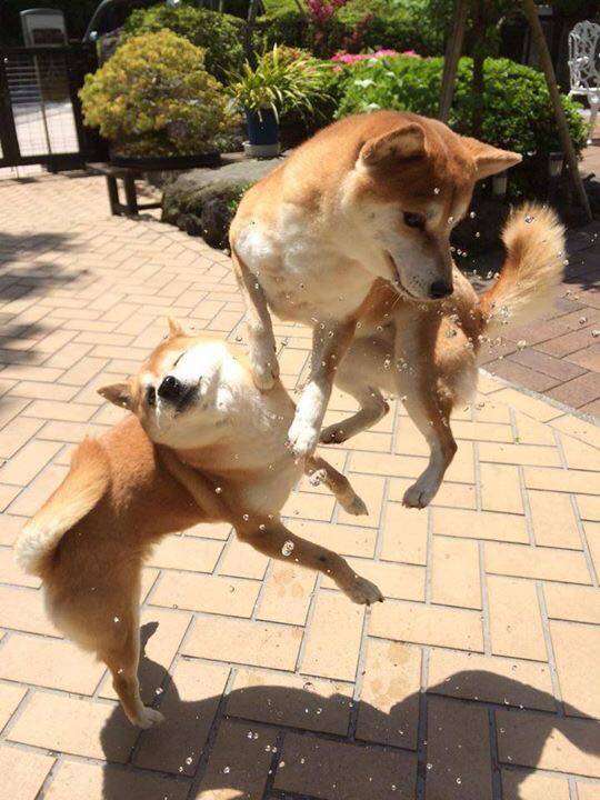 可愛い犬の画像くださいませ