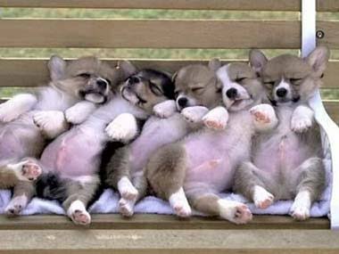 可愛い犬の画像くださいませ