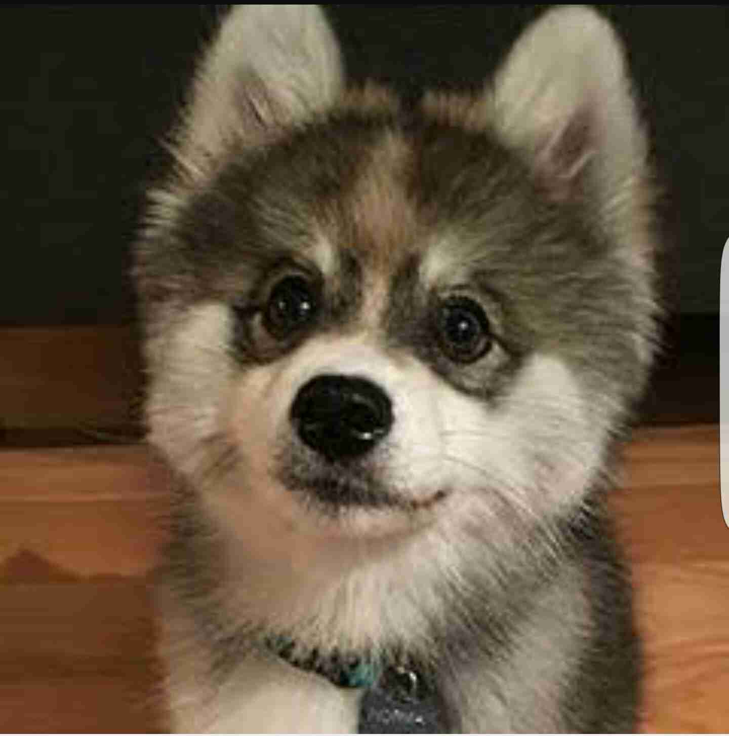 可愛い犬の画像くださいませ