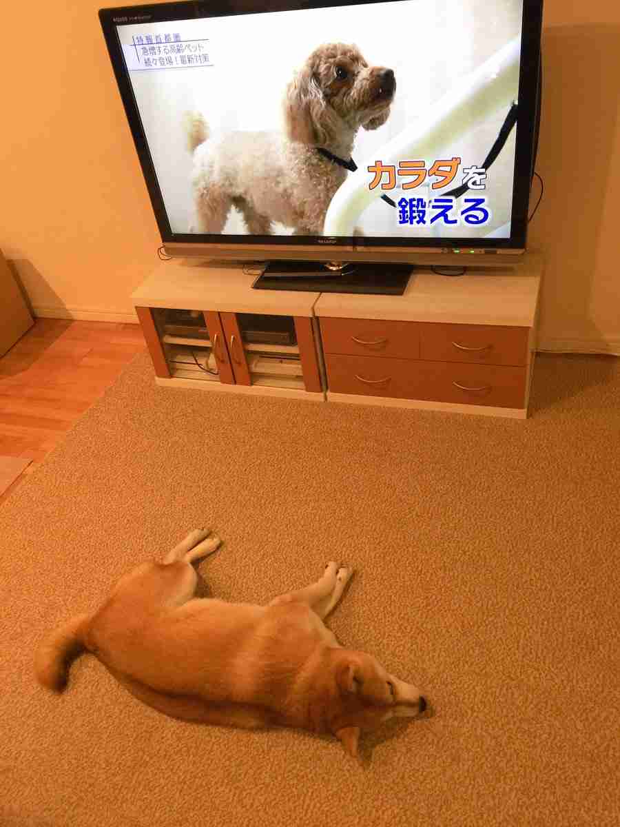 可愛い犬の画像くださいませ