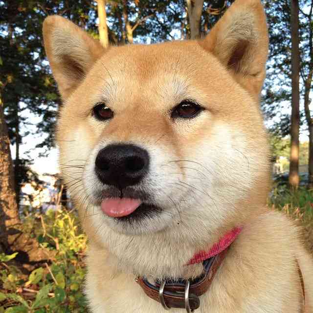 可愛い犬の画像くださいませ