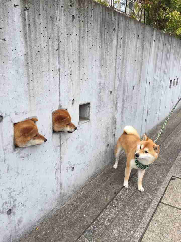 可愛い犬の画像くださいませ