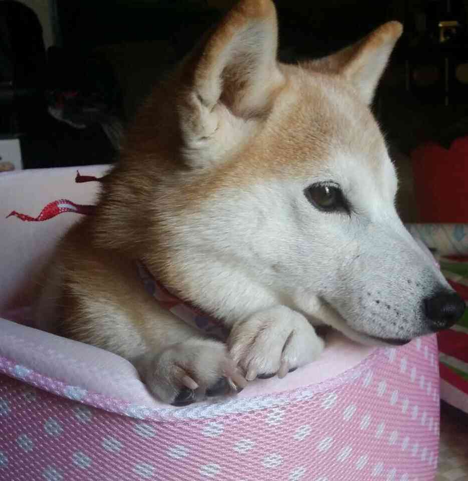 可愛い犬の画像くださいませ
