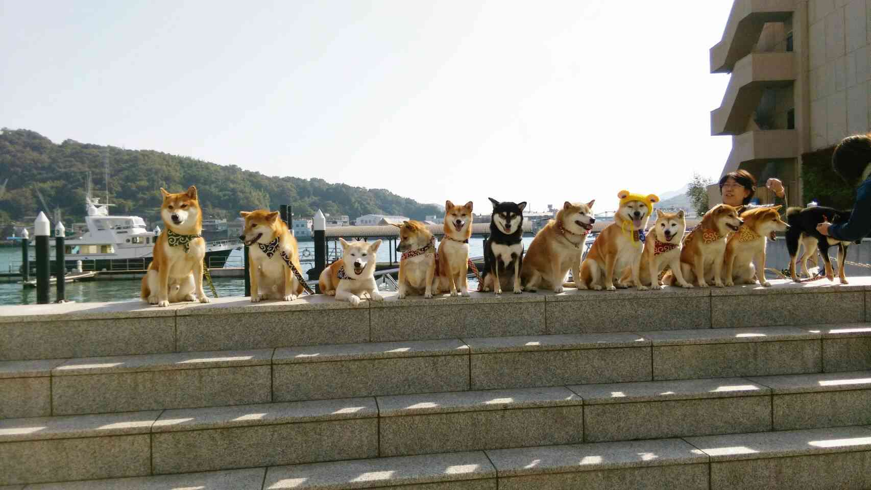 可愛い犬の画像くださいませ