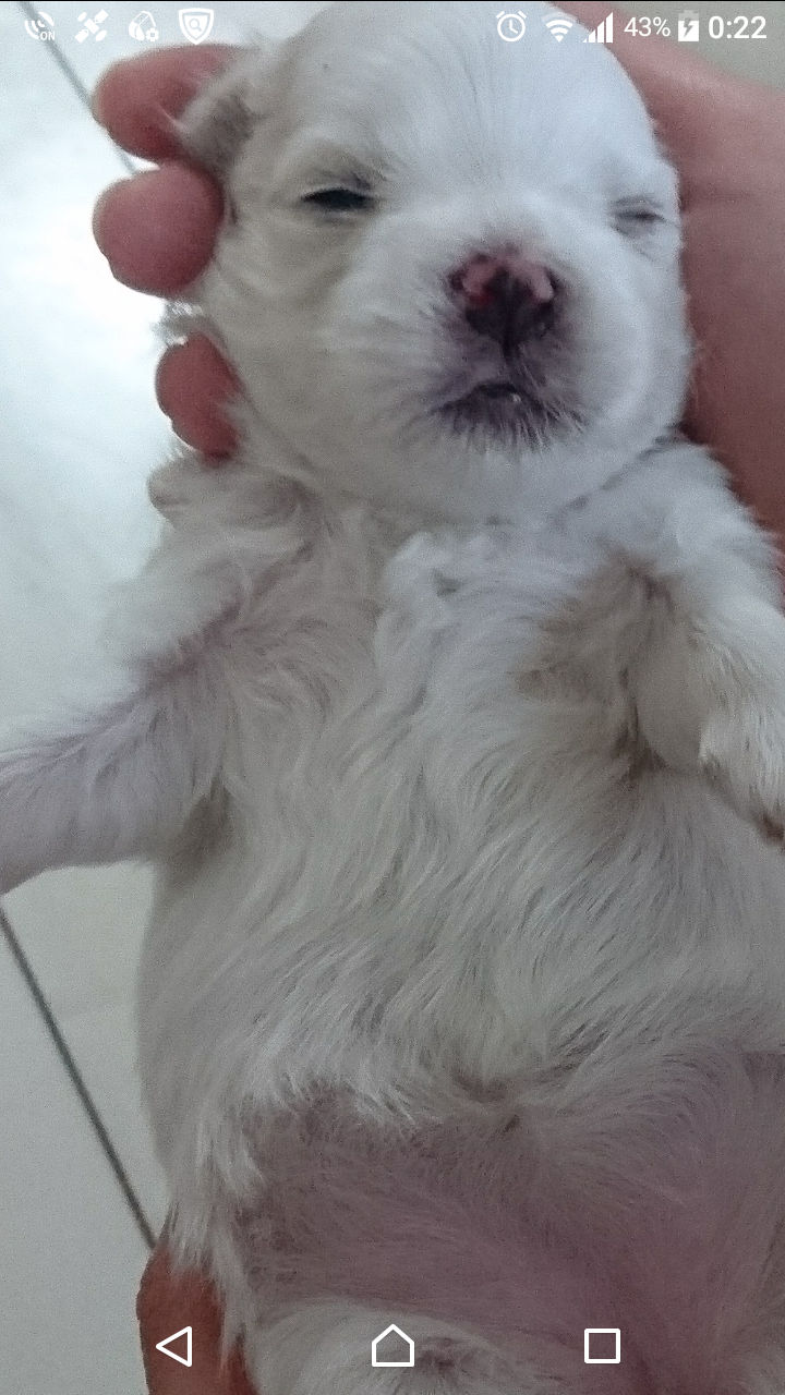 可愛い犬の画像くださいませ