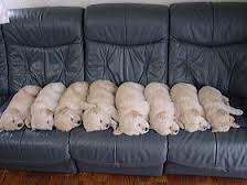 可愛い犬の画像くださいませ