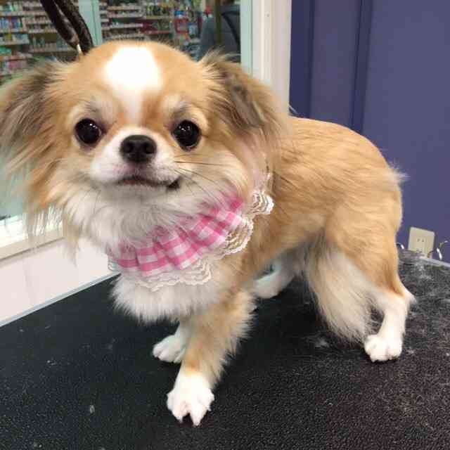 可愛い犬の画像くださいませ