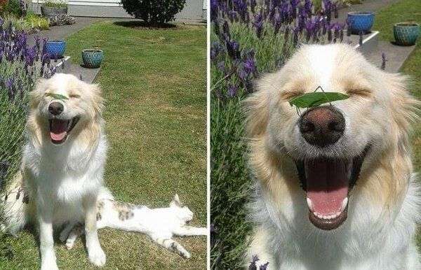 可愛い犬の画像くださいませ