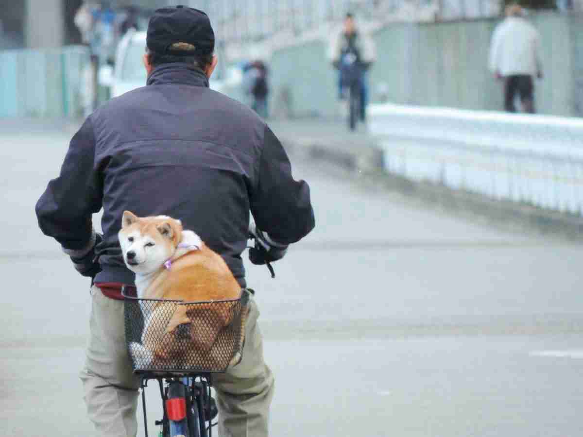 可愛い犬の画像くださいませ