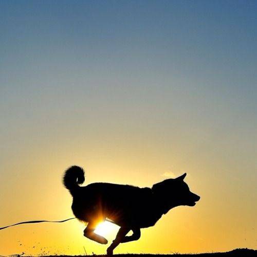 可愛い犬の画像くださいませ
