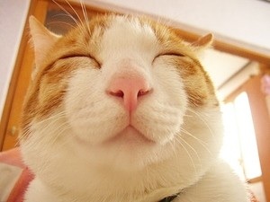 可愛い犬の画像くださいませ