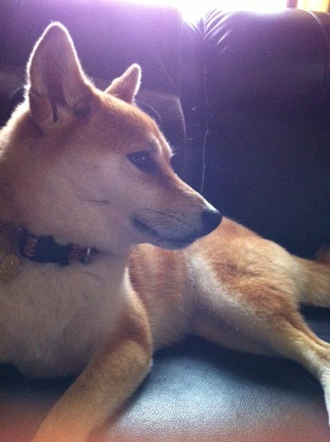 可愛い犬の画像くださいませ