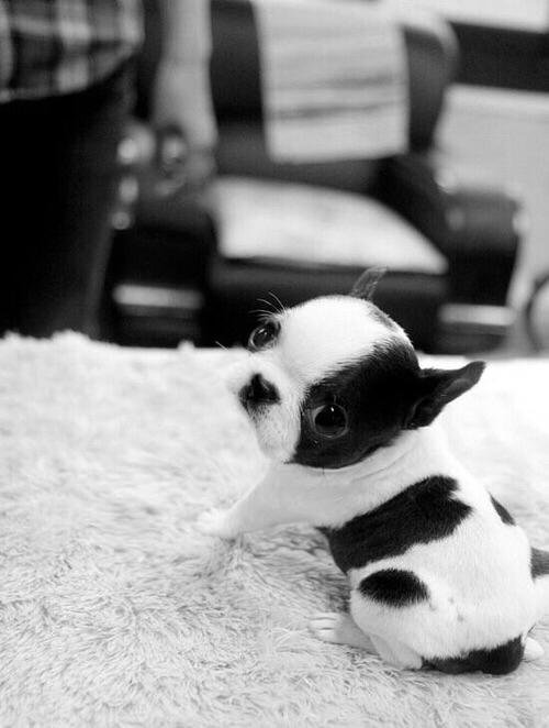 可愛い犬の画像くださいませ