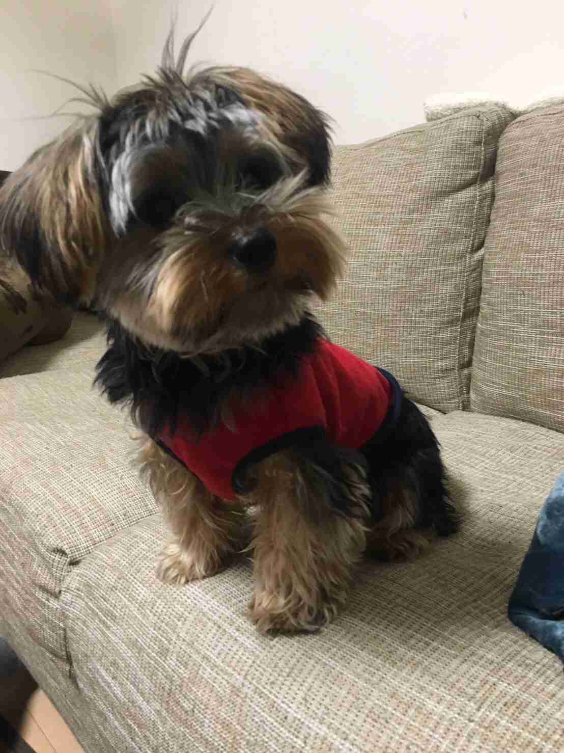可愛い犬の画像くださいませ