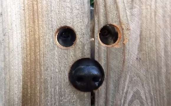 可愛い犬の画像くださいませ