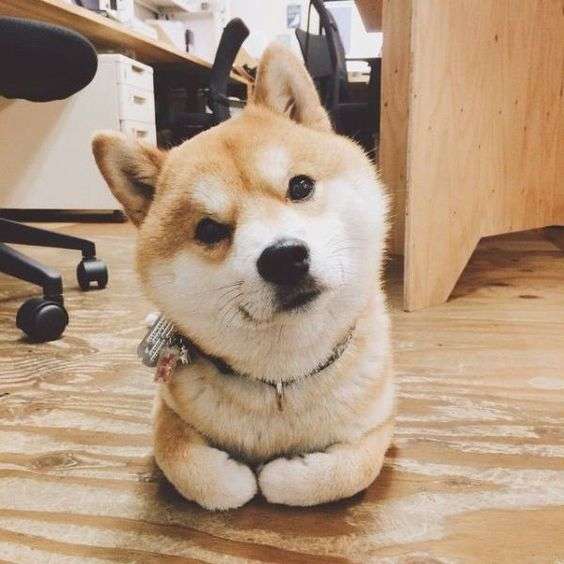 可愛い犬の画像くださいませ
