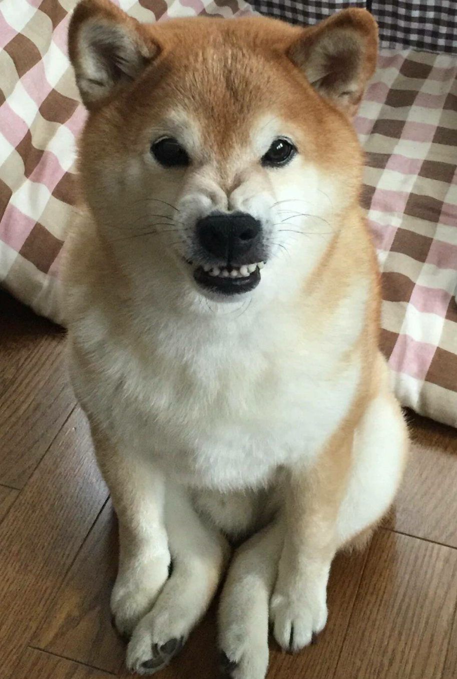 可愛い犬の画像くださいませ