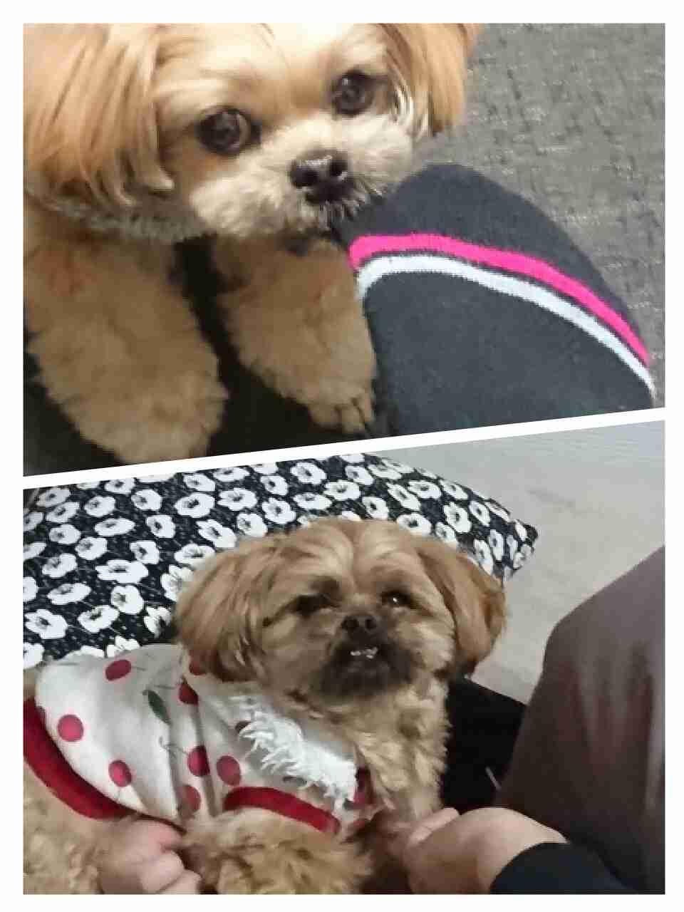 可愛い犬の画像くださいませ