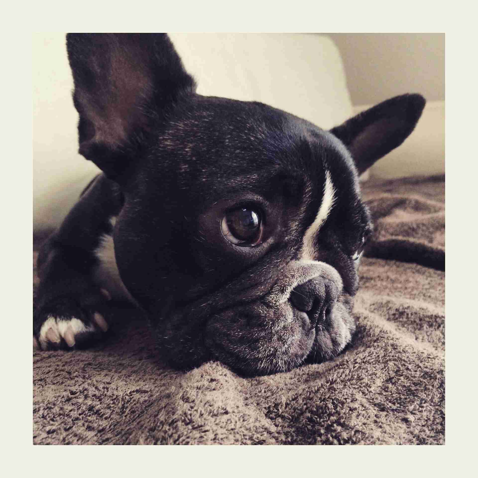 可愛い犬の画像くださいませ