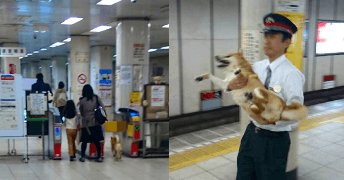 可愛い犬の画像くださいませ