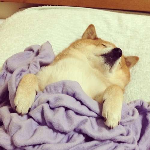可愛い犬の画像くださいませ