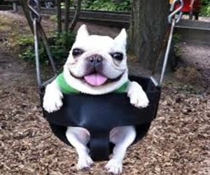 可愛い犬の画像くださいませ